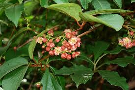 Image result for Hernandiaceae