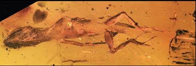 A 23-million-year-old lizard was trapped in tree resin during the age of early mammals — and it still has its skin. Discovered in the amber mines of Simojovel, Chiapas, Mexico, this tiny