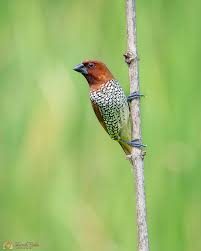 Image result for Stellaria mannii