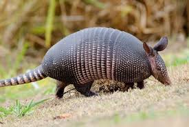 A Brazilian Armadillo Photo By Stephen Brazil Animals Animals Animal Photography