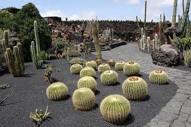 Manrique S Cactus Garden Lanzarote Cactus Garden Design Desert Landscape Design Cactus Garden