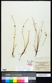 Image result for Schoenoplectiella juncea