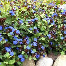 Image result for Lobelia thermalis