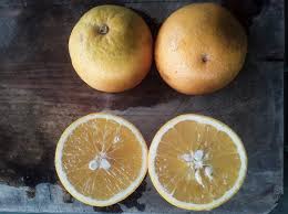 Image result for Tangerine 1970 Talbot