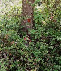 Image result for Helixanthera woodii