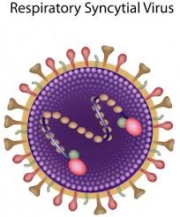 (redirected from rs virus) also found in: Respiratory Syncytial Virus Rsv Pediatric Pulmonologists