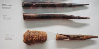 We did not find results for: Megateuthis Gigantea Wikipedia