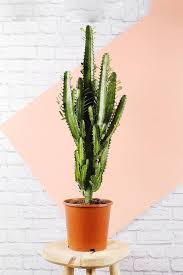 The big cactus in the mexican pot is the mother cactus, she has produced many the first thing you should do is contact the seller directly. African Milk Tree Cactus Indoor Plants Plantshop Me