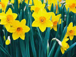 Narcissus Poisonous Plants Plants Planting Flowers