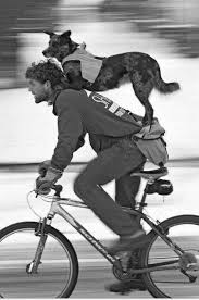 Kexxbloxx Fahrrad Fahren Lustige Tierfotos Hunde