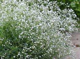 Baby Breath Flower Seeds 25 Fresh Seed Ready To Plant In Your Etsy Baby S Breath Plant Plants Babys Breath