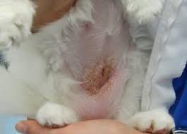 I had one that did get slightly infected (fat cat) and i really only needed to gently clean/dry it several times a day so it could heal. My Cat Won T Eat After Being Spayed