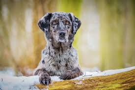 We did not find results for: Labrador Mix Mischling Labradorseite De