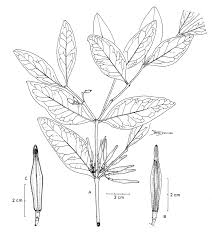 Image result for Dictyophleba