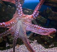 Giant Pacific Octopus 3 Giant Pacific Octopus Octopus Beautiful Sea Creatures