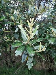 Image result for Brachylaena