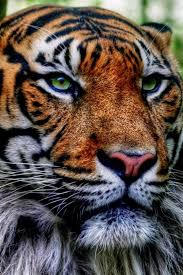Download White Tiger Mobile Wallpaper Mobile Toones 1920 1080 Tiger Mobile Wallpapers 16 Wallpapers Adorable Wallpap Tiger Wallpaper Wild Cats Pretty Cats