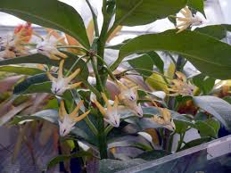 Image result for hoya multiflora