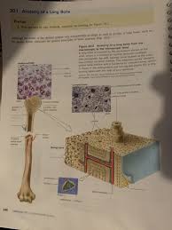 In a long bone, for example, at about 6 to 8 weeks after conception, some of the mesenchymal cells differentiate into chondrocytes (cartilage cells) that modeling primarily takes place during a bone's growth. Observation Anatomy Of A Long Bone Examine The Ex Chegg Com