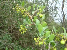 Image result for Searsia lucida