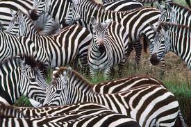 Maybe you would like to learn more about one of these? How Did The Zebra Get Its Stripes New Scientist