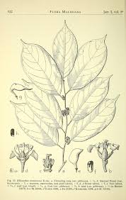 Image result for Ellipanthus