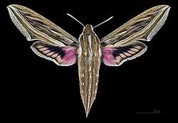 Image result for Cyrtorchis neglecta