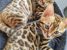 For the best experience, we recommend you upgrade to the latest version of. Bengal Kittens For Sale Bengal Kittens Cats And Kitten For Sale Near Me Facebook