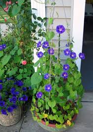 Mandevillas (mandevilla sanderi) commonly called brazilian jasmine and frequently mistaken for hibiscus, mandevillas are gorgeous tropical flowers. 36 Best Blue Flowers To Grow In Containers Balcony Garden Web