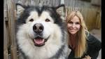 Alaskan Malamute Dog Breed Information