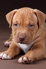 Pin On Pit Bull