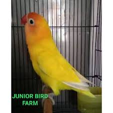 We did not find results for: Burung Love Bird Paskun Bersih Ring Junior Lbf Shopee Indonesia