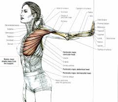 Human muscle system, the muscles of the human body that work the skeletal system, that are under voluntary control, and that are concerned with the following sections provide a basic framework for the understanding of gross human muscular anatomy, with descriptions of the large muscle groups. Pectoralis Major Stretch Yoga Anatomy Muscle Anatomy Anatomy