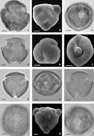 Image result for Afroqueta