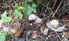 Maybe you would like to learn more about one of these? Gift Schere Salz Was Gegen Schnecken Im Garten Hilft Help Orf At