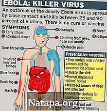 Sie beginnt mit fieber und unwohlsein, gefolgt von gastrointestinalen symptomen. Unterschied Zwischen Ebola Und Marburg Unterschied Zwischen 2021