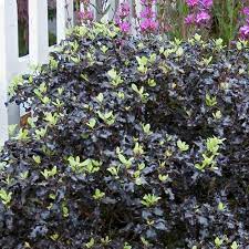 Pittosporum tenuifolium tom thumb also known as tawhiwhi tom thumb is great low level foliage shrub with neat leaves changing from golden green to purple as they get older. Pittosporum Tenuifolium Tom Thumb J Parker Dutch Bulbs