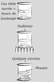 En france, l'école est obligatoire à partir de six ans. Petites Experiences Avec La Levure De Boulanger Dossier