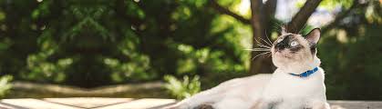How to become avian vet? Avian Exotic Animal Vet Near Orlando