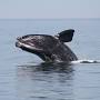 North Atlantic right whale habitat from us.whales.org