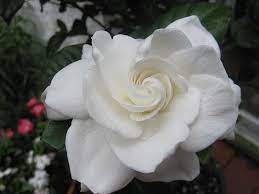 Gardenias Gardenia Plant Gardenia Beautiful Flowers