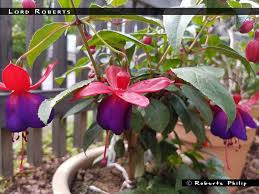 Image result for Fuchsia
  ( Lord Roberts Fuchsia )
