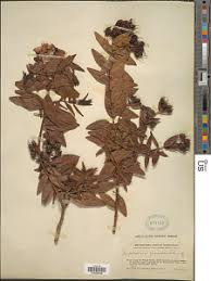 Image result for Cyphostemma obovato-oblongum