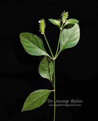 Image result for Rungia grandis