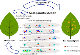 The Amazing Potential Of Fungi 50 Ways We Can Exploit Fungi