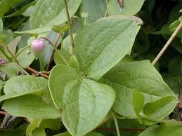 Clematis and tomatoes are two exceptions to the usual rule, and are best planted 6 inches deeper than the soil level in the pot. Pitcher S Leather Flower Clematis Pitcheri
