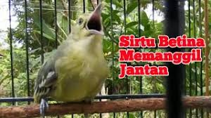 Download suara burung tekukur manggung mp3. Download Suara Burung Sirtu Betina Mp3 Mp4 Metrolagu
