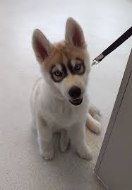 Find 293 listings related to hobart animal clinic inc in hobart on yp.com. Zeues Husky Hobart Animal Hospital