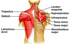 The surface muscles of the upper back include the trapezius muscles (traps) and posterior deltoids. Ribufbcyf83krm