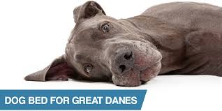 This means that pet parents with huge breeds such as a great dane or mastiff may be more limited in their options as fewer pet beds come in sizes large enough to accommodate their dog. 5 Best Great Dane Dog Beds Including Orthopedic Elevated